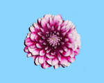 Dahlia-flowers-and-gifts-150.jpg