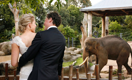 Melbourne Zoo hosts weddings and supplies catering wedding-MZ-functions-and-events-500.jpg